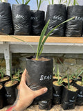 Sabal brazoriensis Ð Cold Hardy Texas Sabal Palm Ð 1 Gallon grow bagÐ Zone 7Ð8 Green Plant