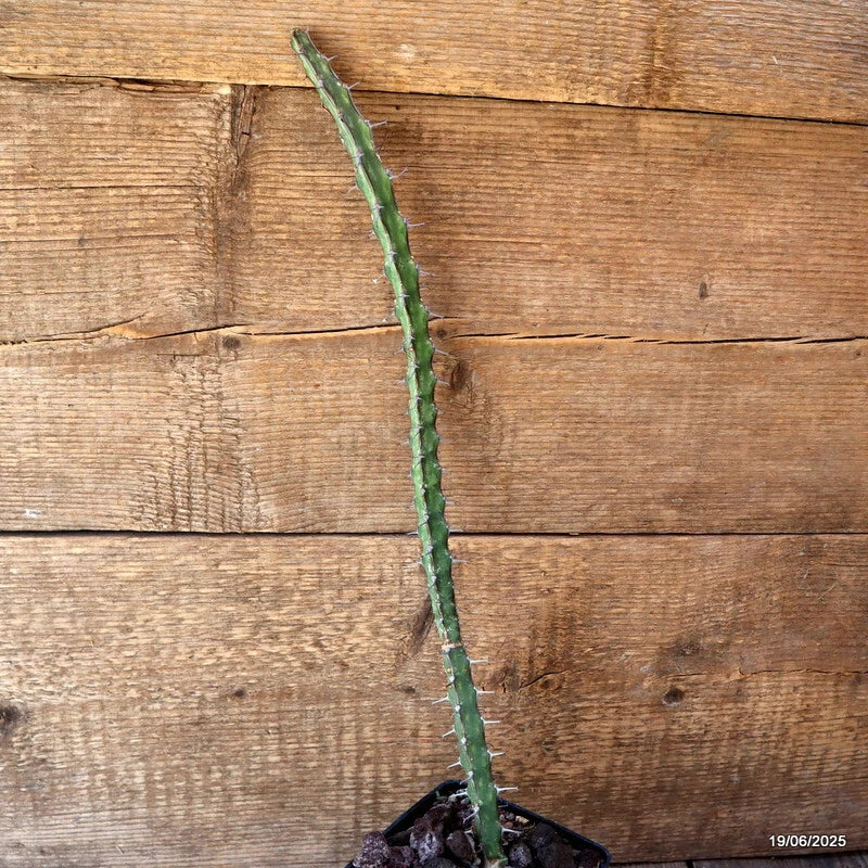 D4730 EUPHORBIA GLOCHIDIATA pot10-H43-W2 cm MaMa Cactus Green Plant