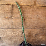 D4730 EUPHORBIA GLOCHIDIATA pot10-H43-W2 cm MaMa Cactus Green Plant