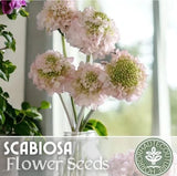 Blush Scabiosa Seeds 75+ Seeds Mum Flower, Flower Seeds, Annual Garden Plants
