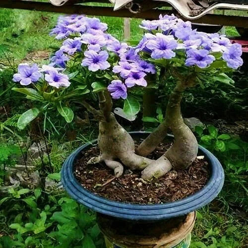 5Pcs Rare Purple Desert Rose Seeds Garden Flower Decor-seed Garden Plants