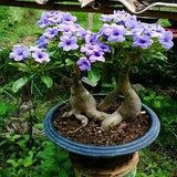 5Pcs Rare Purple Desert Rose Seeds Garden Flower Decor-seed Garden Plants