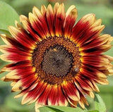 100+ INDIAN BLANKET SUNFLOWER SEEDS --- Native Wildflower --------- Cut Flowers Flowering Plants