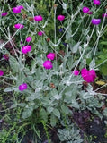 100 organic magenta Rose Campion flower seeds, harvested 08/25, FREE SHIPPING Roses