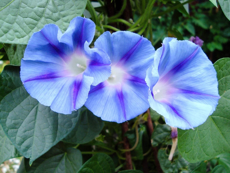 75 Blue STAR MORNING GLORY Ipomoea Tricolor Flower Vine Seeds Flowering Plants
