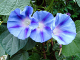 75 Blue STAR MORNING GLORY Ipomoea Tricolor Flower Vine Seeds Flowering Plants