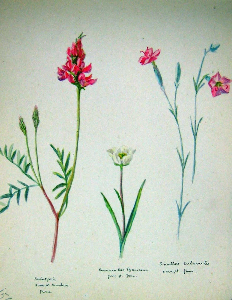 Original Old Vintage Print Townsend Wild Flowers 1929 Subacaulis Ranunculus Ranunculus