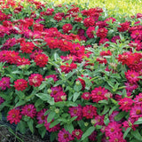 100+ Zahara Double Cherry Zinnia Seeds for Garden - USA - FREE SHIPPING! Garden Plants