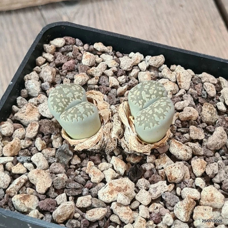D5548 LITHOPS SALICOLA MACULATE C86 pot10-H3,5-W4,5 cm MaMa Cactus Green Plant