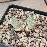 D5548 LITHOPS SALICOLA MACULATE C86 pot10-H3,5-W4,5 cm MaMa Cactus Green Plant