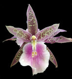 Miltassia__LAVENDER KISS__spicy fragrance EZ grow big odontoglossum orchid Orchids
