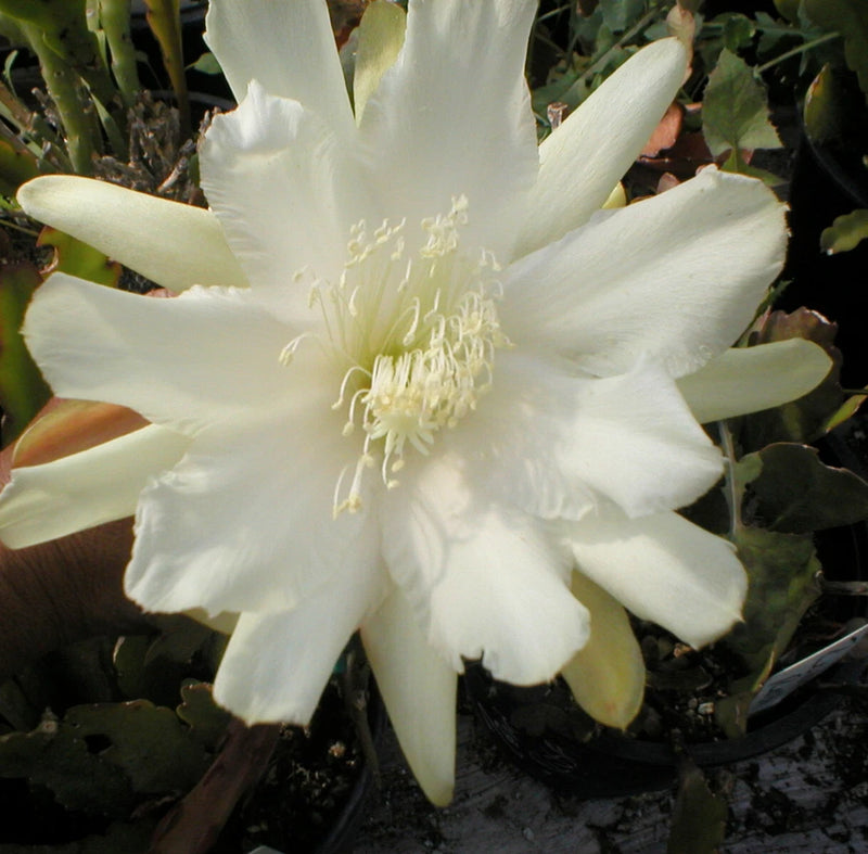 Orchid cactus flower with large white petals and pale yellow center, in a small pot.