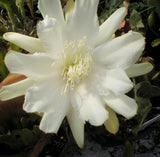Epiphyllum, Orchid Cactus, " WING VICTORY ", Don's Quart pots MAR/3 Orchids