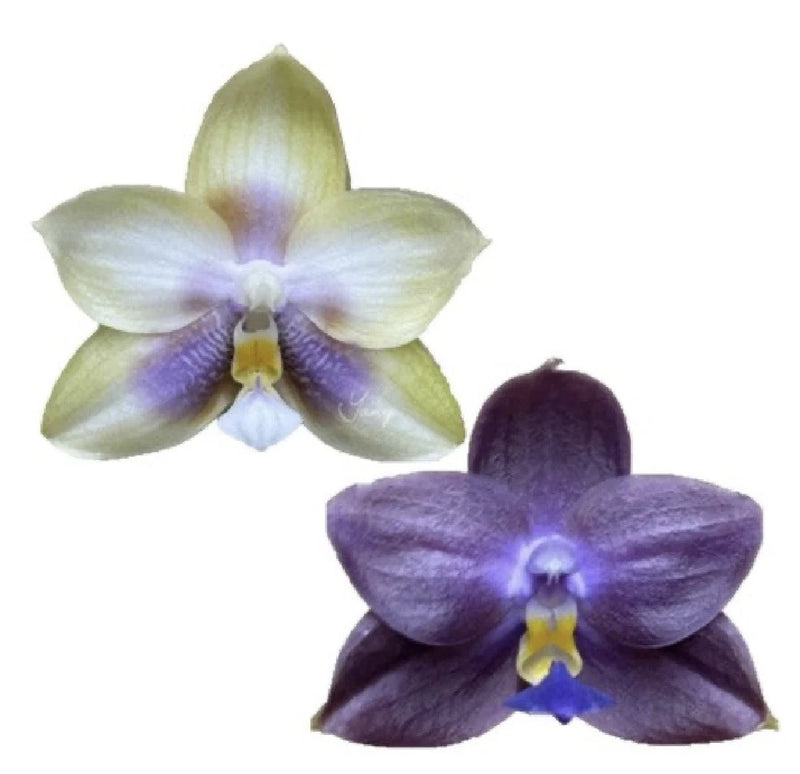 Purple and white Phalaenopsis orchid with five-petal blooms