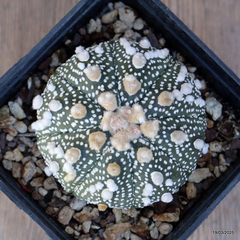 Astrophytum superkabuto cactus plant, green with white spots, tan wool in pot