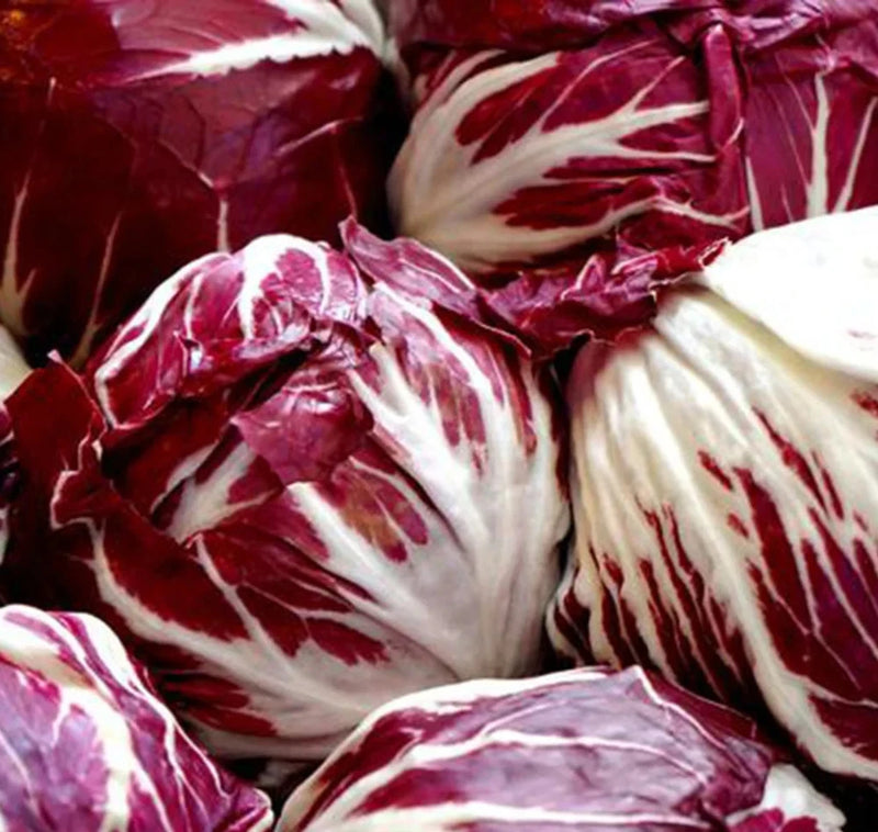 RADICCHIO SEEDS 1000+ PALLA ROSA cool season VEGETABLE garden FREE SHIPPING Garden Plants