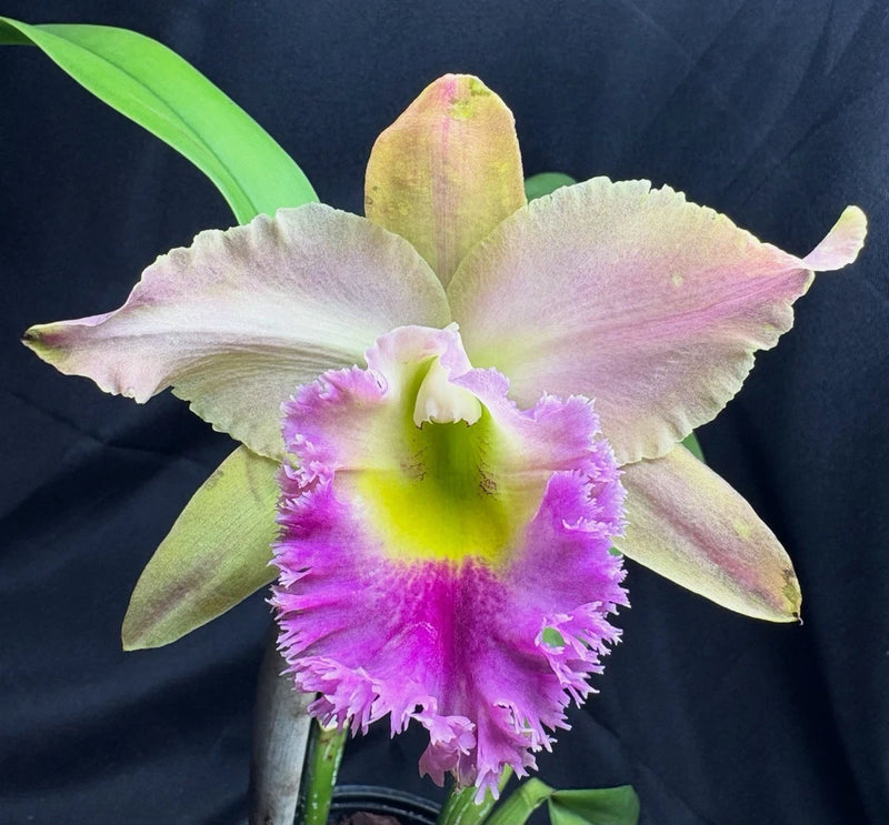 Potted orchid with large pink and purple frilled petals and green leaves, close-up bloom