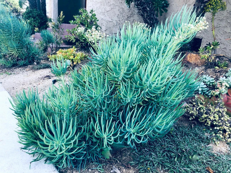Blue Serpents Chalk Fingers Senecio Vitalis Succulent Plant Huge 6" Cutting Garden Plants