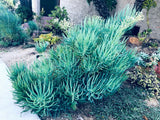 Blue Serpents Chalk Fingers Senecio Vitalis Succulent Plant Huge 6" Cutting Garden Plants