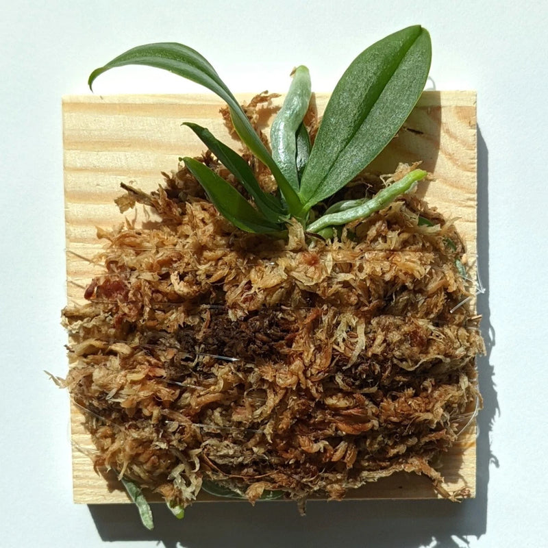 Wood-mount Phalaenopsis orchid with green leaves and brown root and moss base