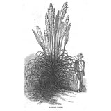 BRAZIL Pampas Grass - Antique Print 1852 Pampas Grass