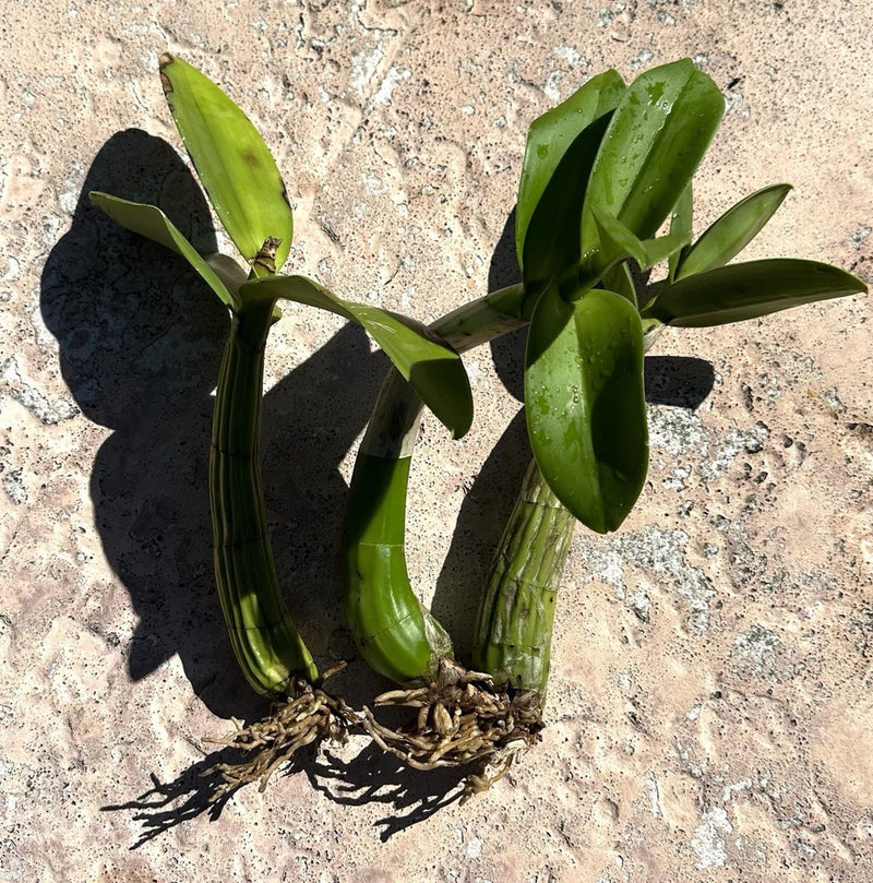 Myrmecophila tibicinis Orchid The Trumpet Player's Schomburgkia Live Plants 15Ó Orchids