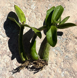 Myrmecophila tibicinis Orchid The Trumpet Player's Schomburgkia Live Plants 15Ó Orchids