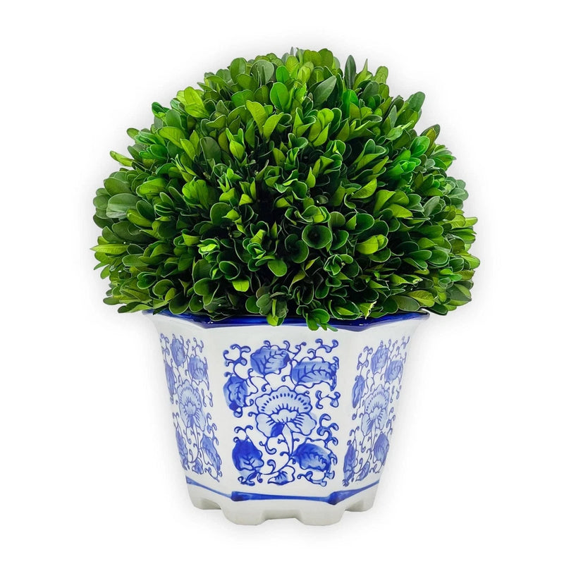 Galt International Preserved Natural Boxwood in Ceramic Pot - Plant and Table... Green Plant