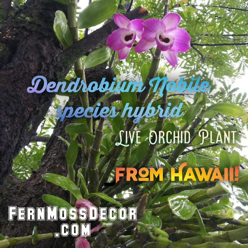 Purple dendrobium orchid plant with two blooms on green canes and leaves