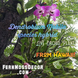 Dendrobium Nobile species hybrid * Live Orchid Plant * From Hawaii! Orchids