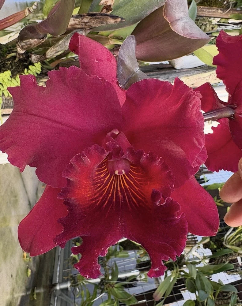 Red orchid flower with ruffled petals and detailed center, close-up on plant