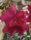 Rlc. HeavenÕs Gate ÔCrystelleÕ FCC/AOS - 6Ó Pot - Large Plant - Red Orchids