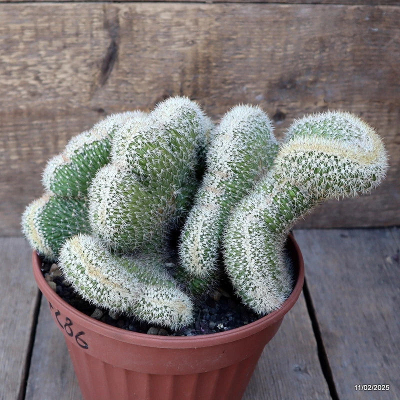 Crested cactus plant with fuzzy green and white pads in terracotta pot