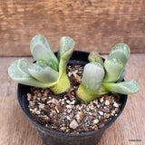 D4015 LITHOPS HOOKERII pot10-H7-W13 cm MaMa Cactus Green Plant