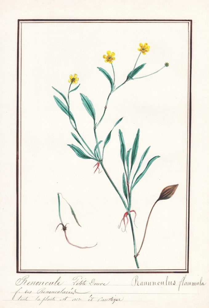 Crowfoot Ranunculus flammula flower botany botany watercolor drawing 1830 Ranunculus