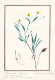 Crowfoot Ranunculus flammula flower botany botany watercolor drawing 1830 Ranunculus