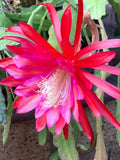 25+ FRESH SEEDS Epiphyllum Orchid Cactus MASADA x MEADOWLARK free shipping Orchids