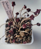 Live Rooted Sedum Spurium "Dragon's Blood" Succulents In 3" Pot Green Plant