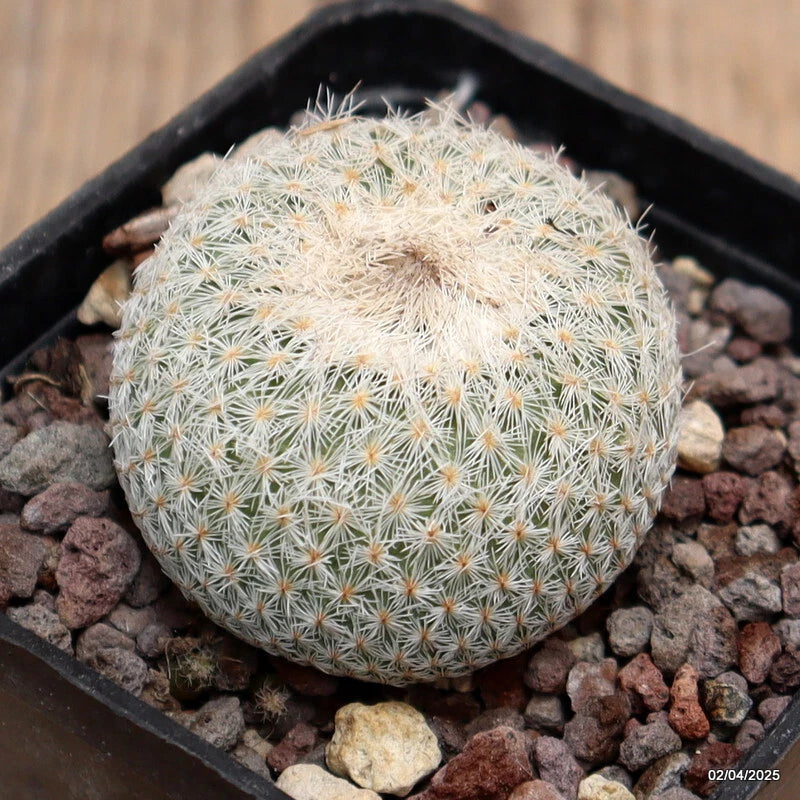 Small round potted cactus with dense pale spines in a black pot with gravel