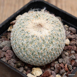 A8321 EPITHELANTHA MICROMERIS pot7-H4-W4 cm MaMa Cactus Green Plant