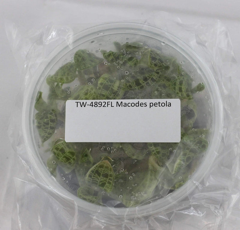 Transparent plant flask with green orchid plantlets in gel, round container