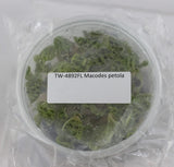 FLASK Macodes petola Orchids