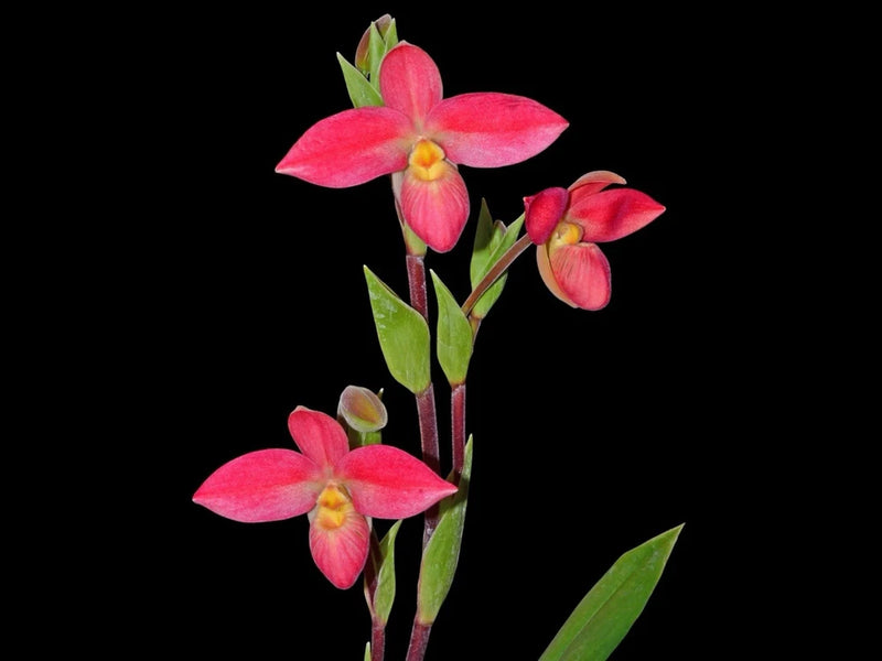 Red and pink orchid plant with five slipper-shaped blooms and green leaves