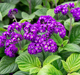 2 Live Heliotrope ÔFragrant DelightÕ Plants Ð 4-6" Tall Ð Purple Blooms Ð No Pot Flowering Plants