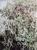 8 0z. Vibrant Reindeer Lichen (Genus Cladonia) Moss Live Green Plant