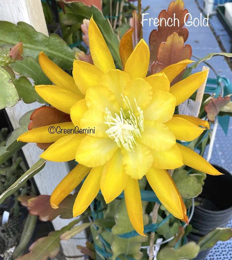 Yellow epiphyllum orchid cactus flower with layered petals and center stamens