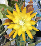 FRENCH GOLD Epiphyllum Orchid Cactus Succulents Orchids