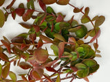 (Lot of 6) 44Ó Hanging Red-Green EUCALYPTUS Plant, for Home Decor Only Green Plant