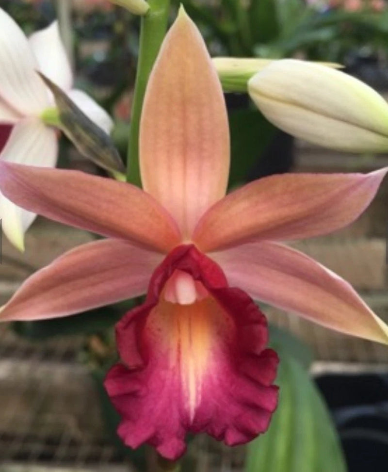 Ramosa orchid flower with orange-pink petals and deep magenta ruffled lip