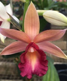 Phaius Lady Ramosa Harris'Looking @ You' Nbs/Bs established Orchids